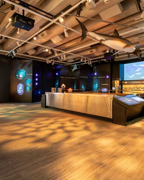 A photo of an exhibition at Te Papa